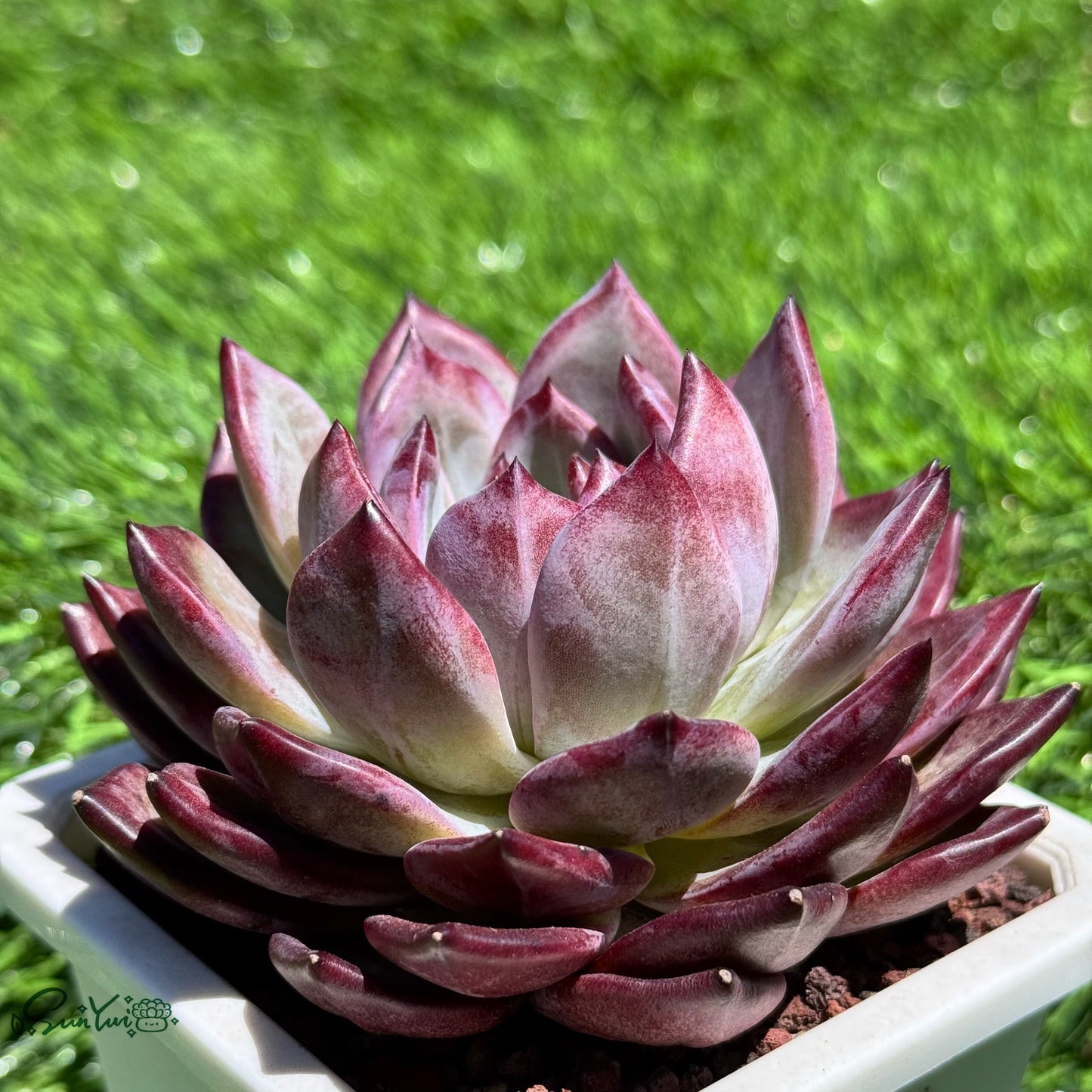 Echeveria Inseparable King bird