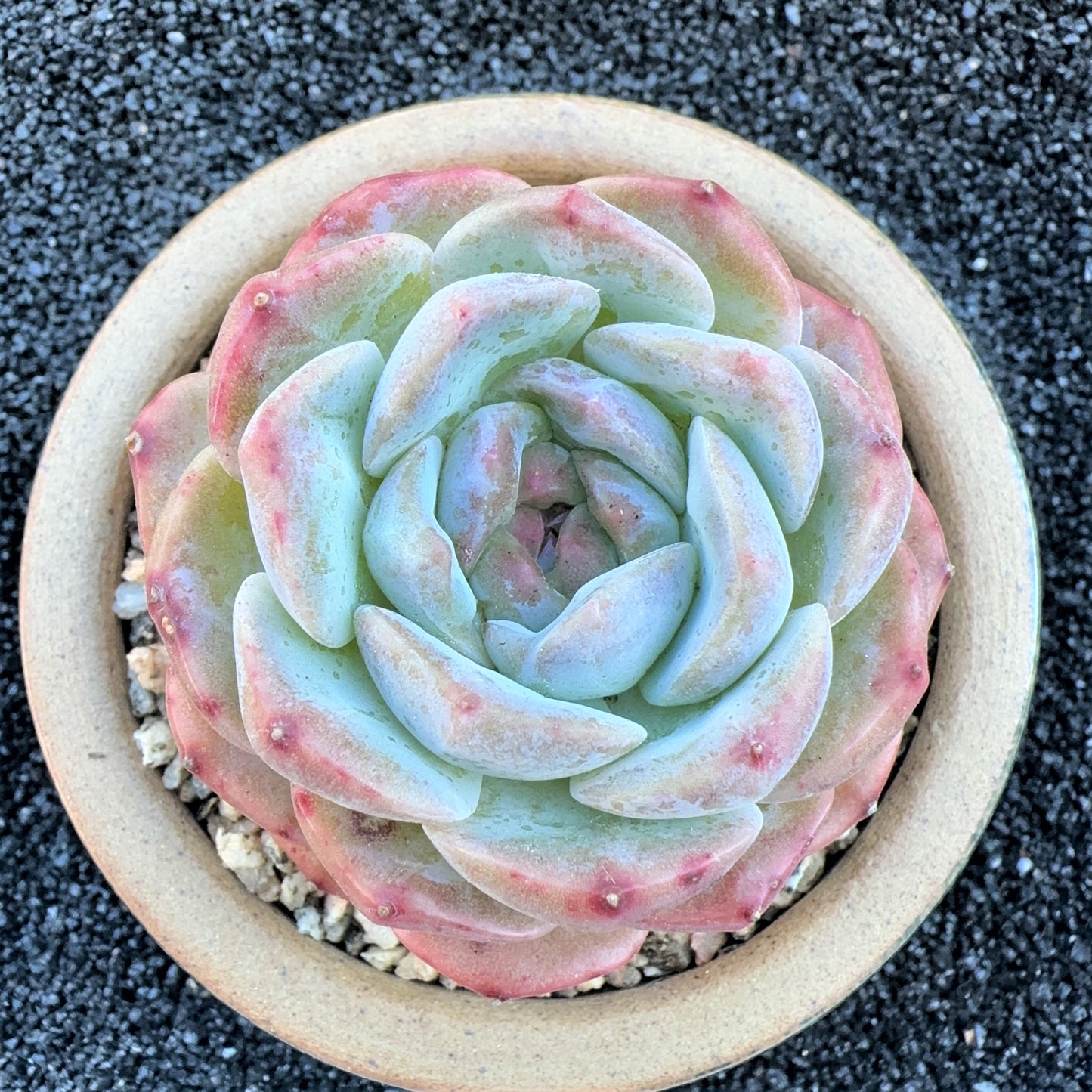 Echeveria Sundial