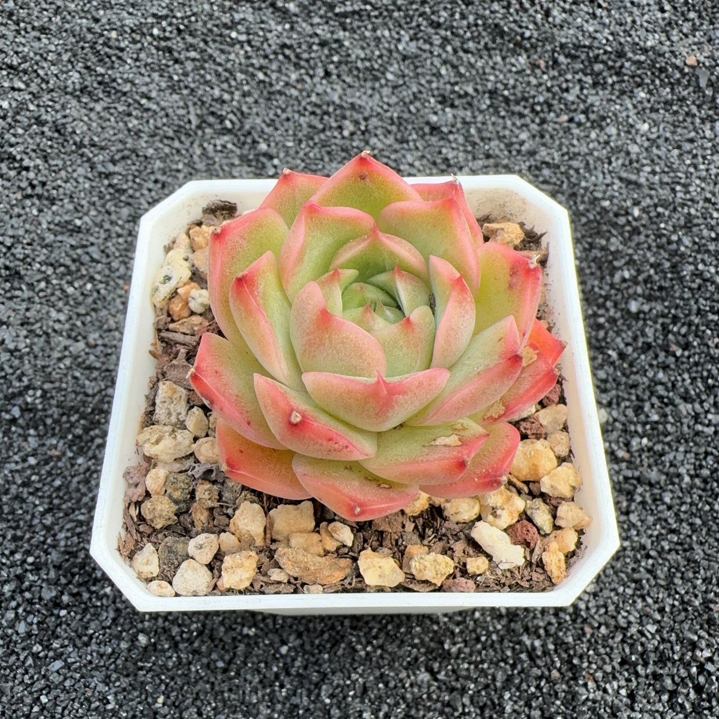 Echeveria Diamond Jenny