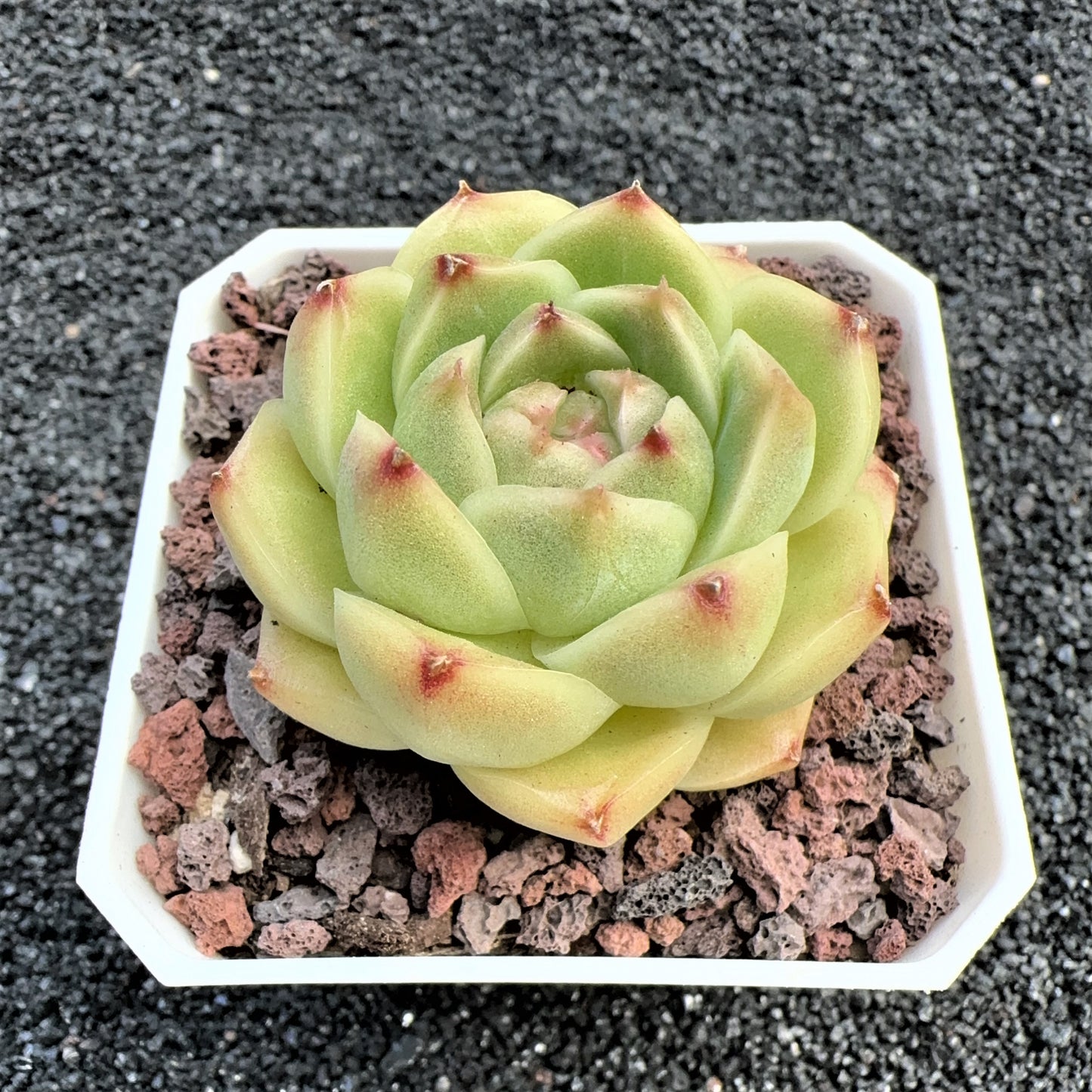 Echeveria Jenny Viridis