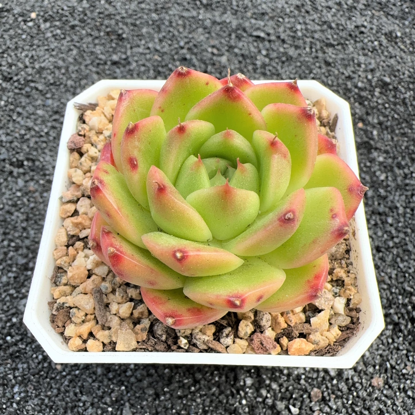 Echeveria Jenny Viridis