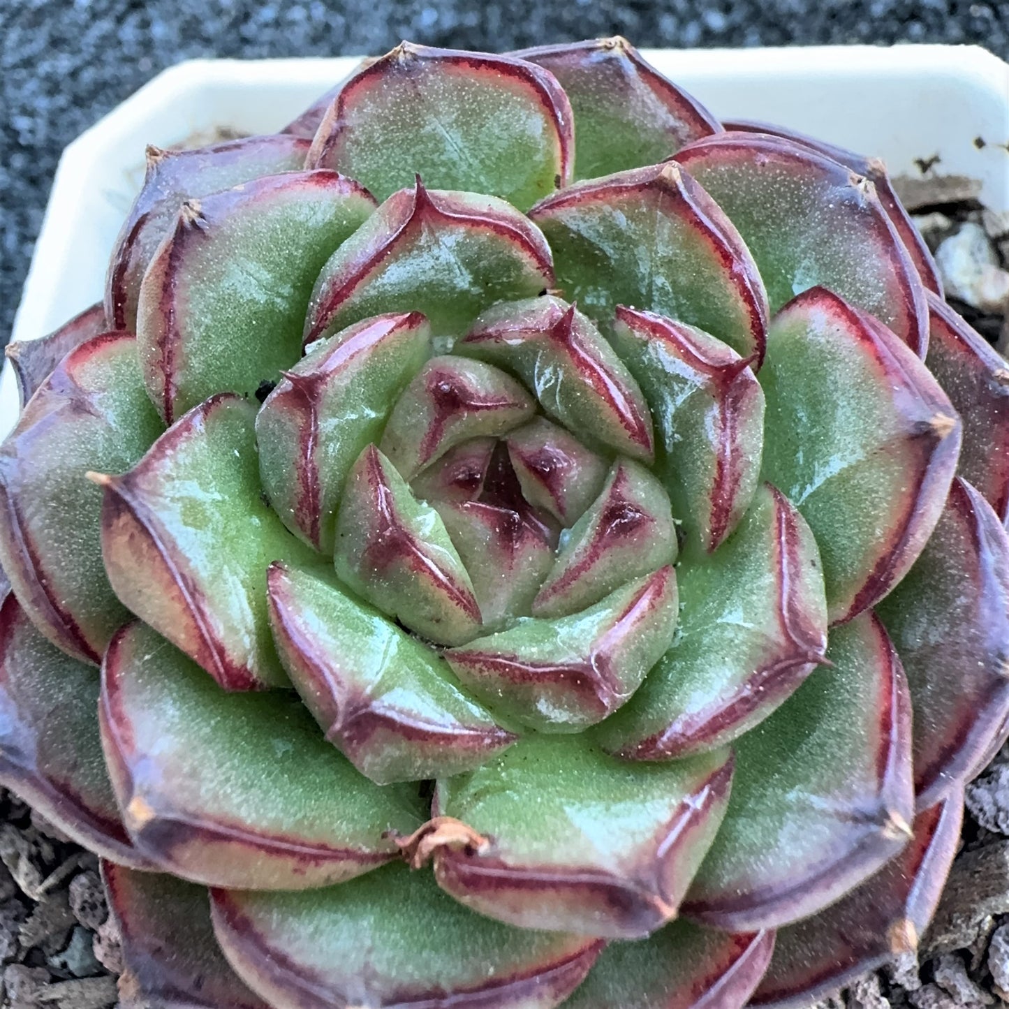 Echeveria Grape Jenny
