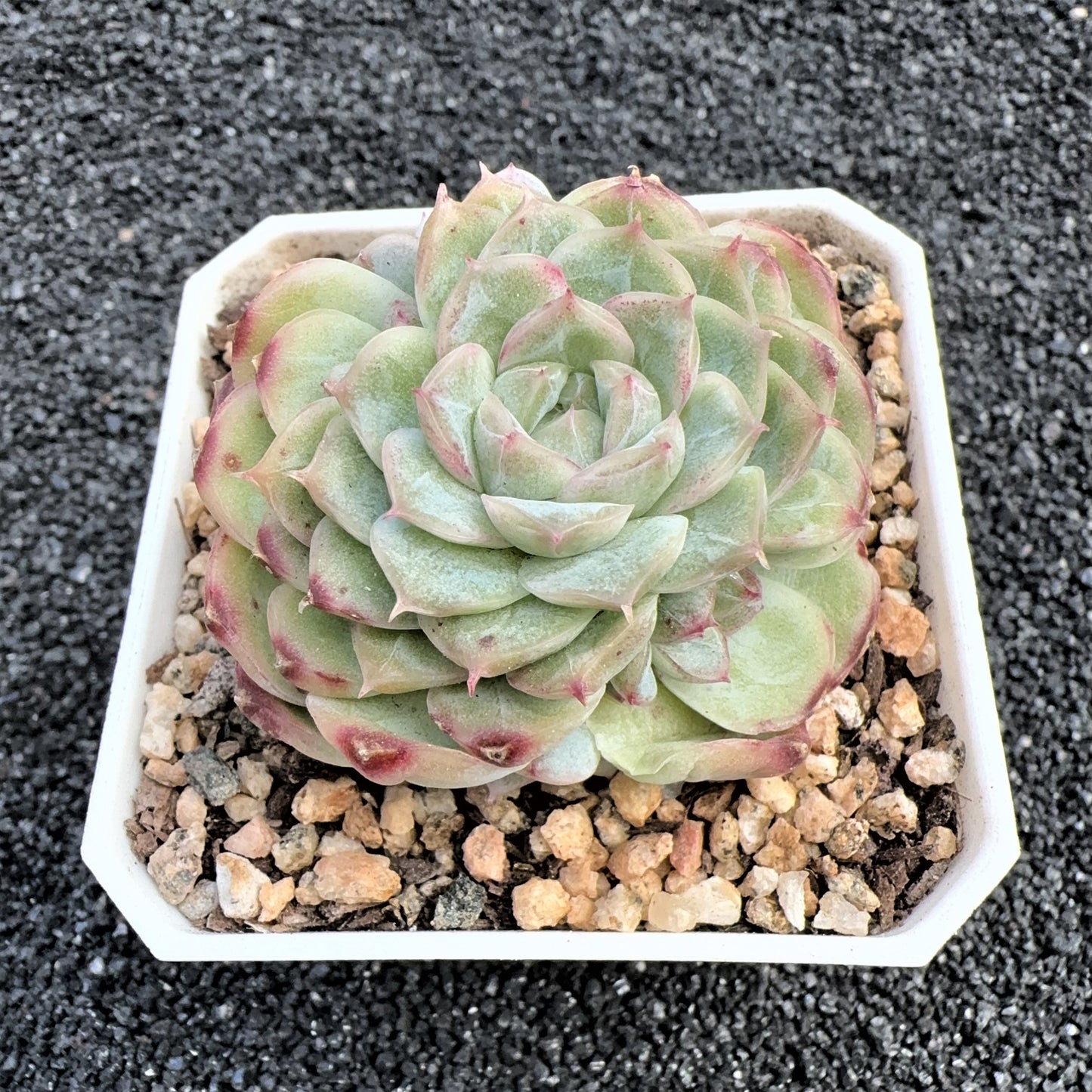 Echeveria Glaze