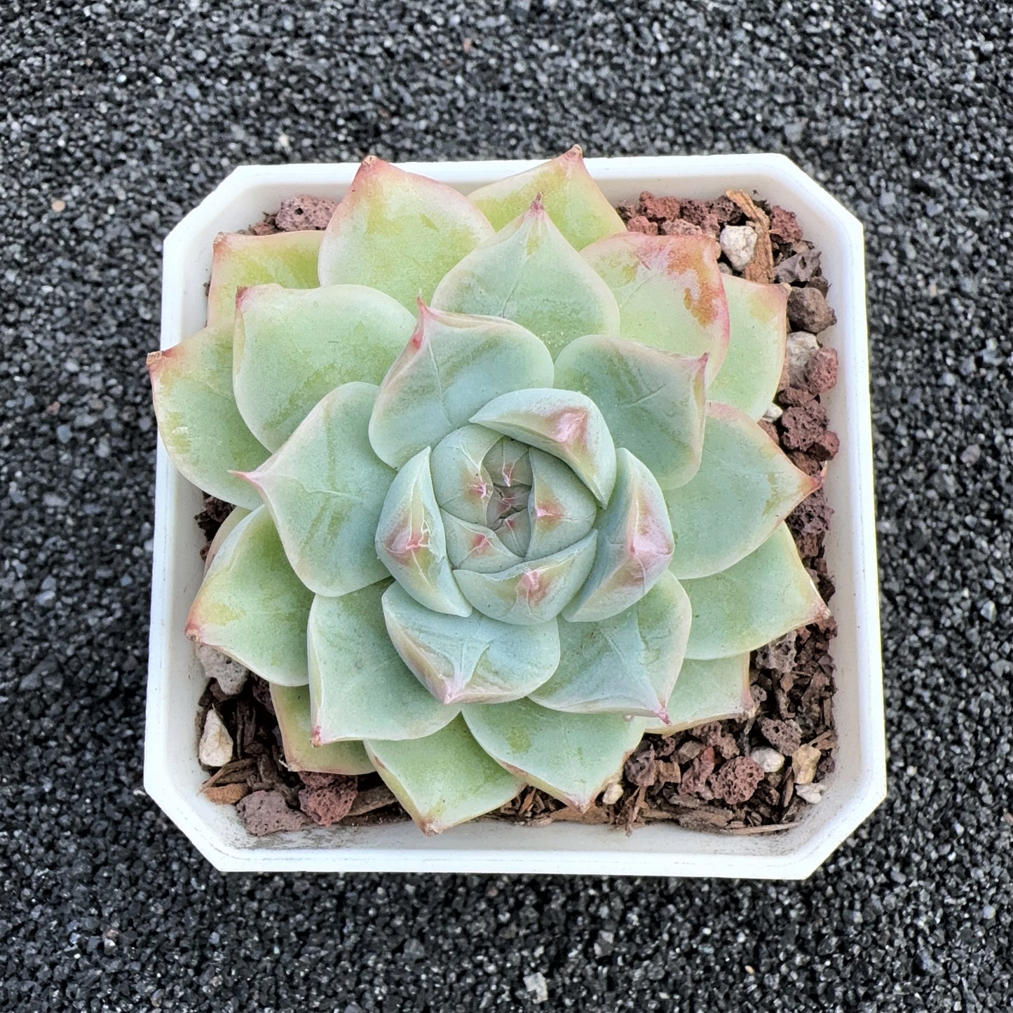Echeveria White Chihuahua Phanton