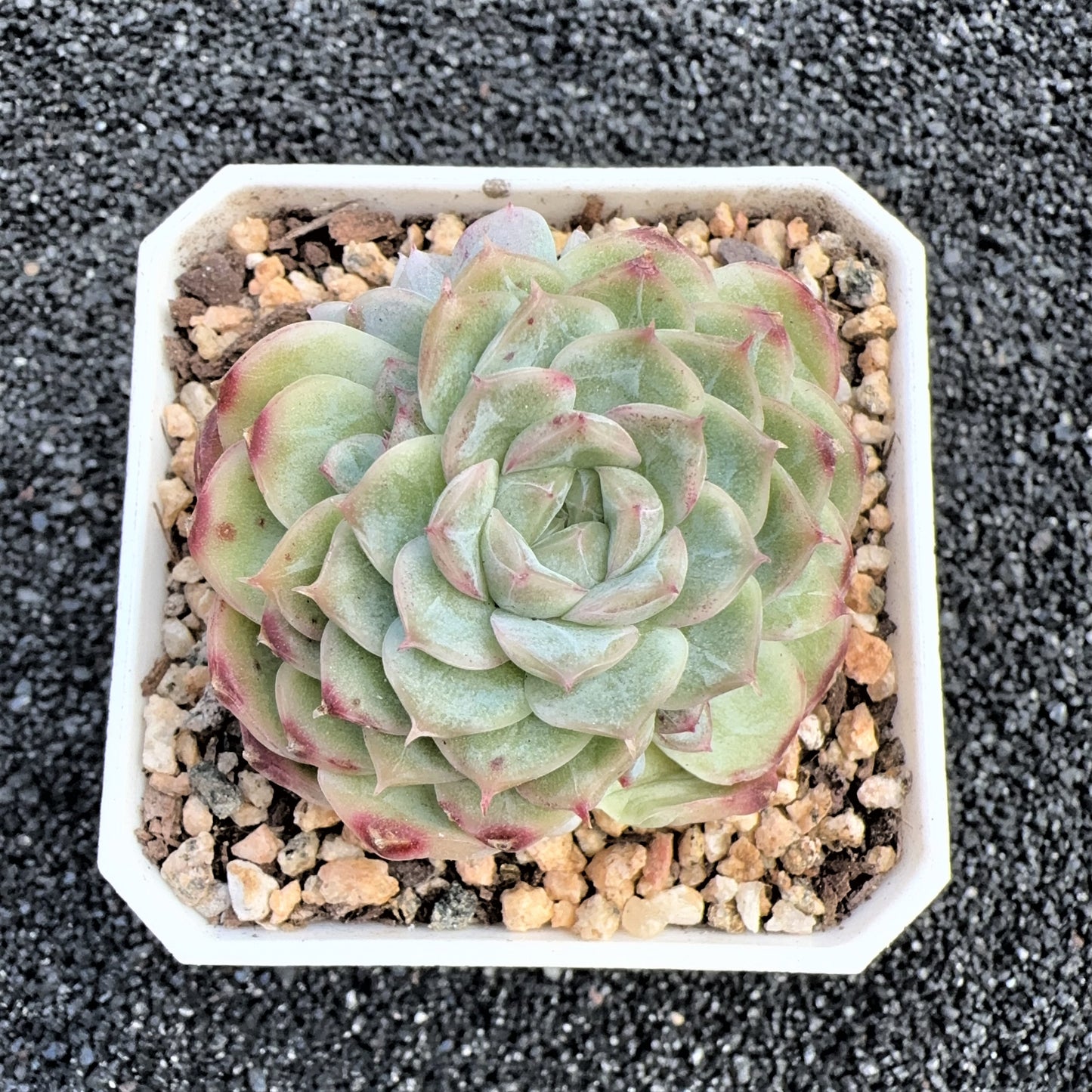 Echeveria Glaze