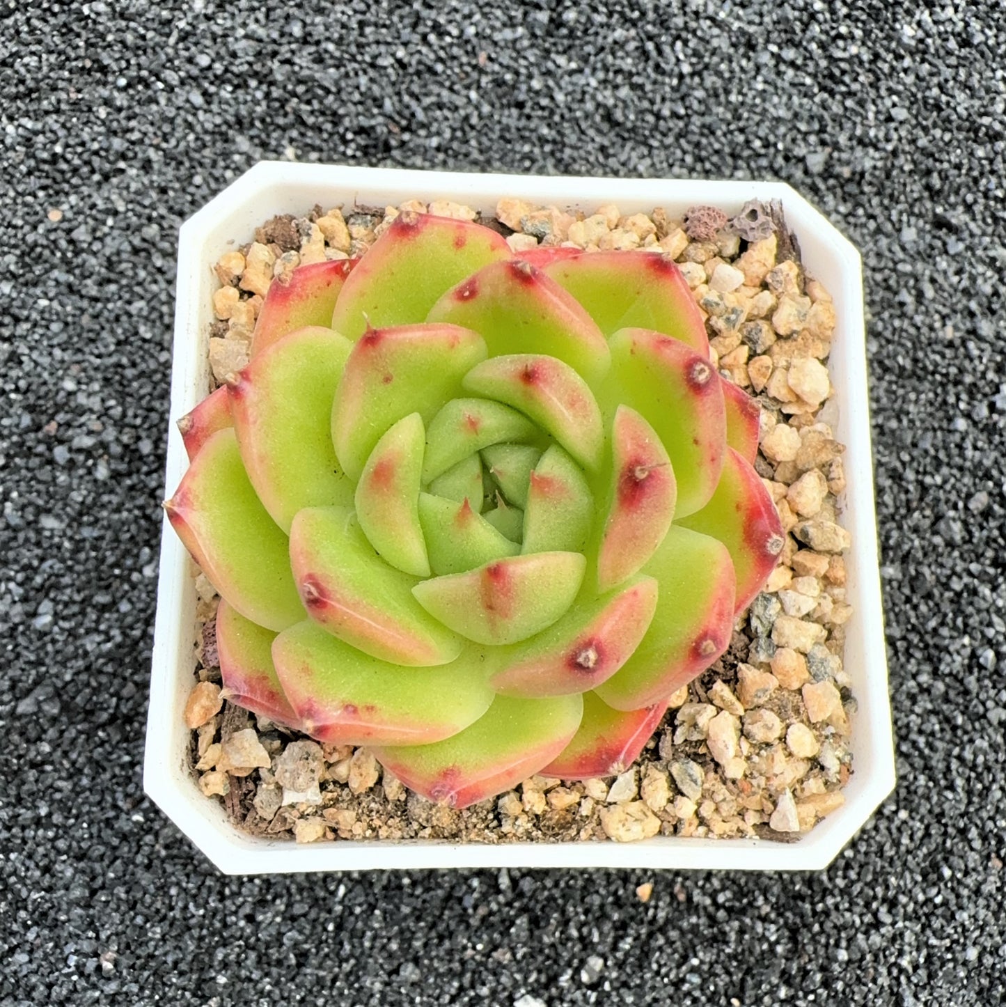 Echeveria Jenny Viridis
