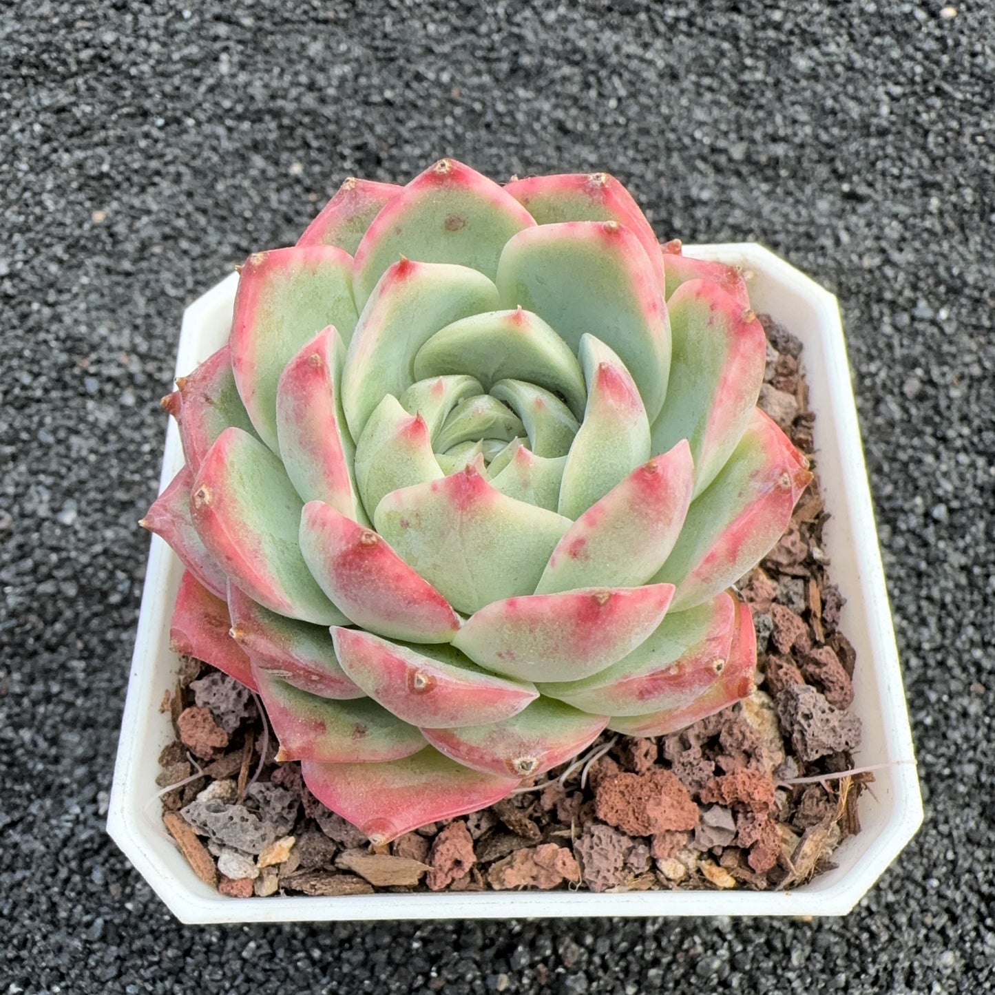 Echeveria Frosty Elegans