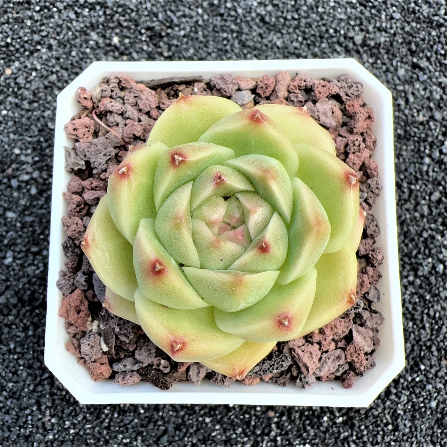 Echeveria Jenny Viridis