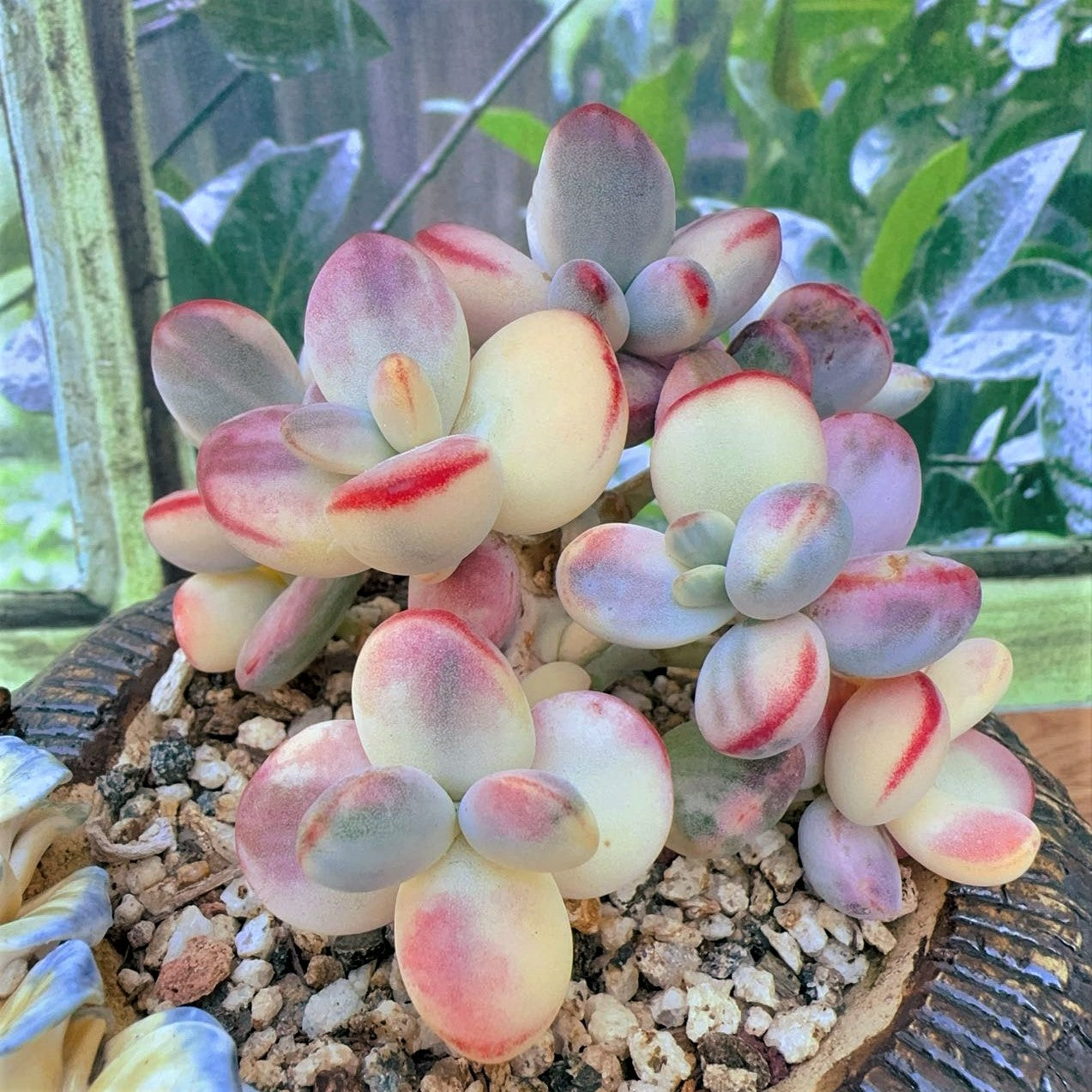 variegated succulents Cotyledon Orbiculata Variegated