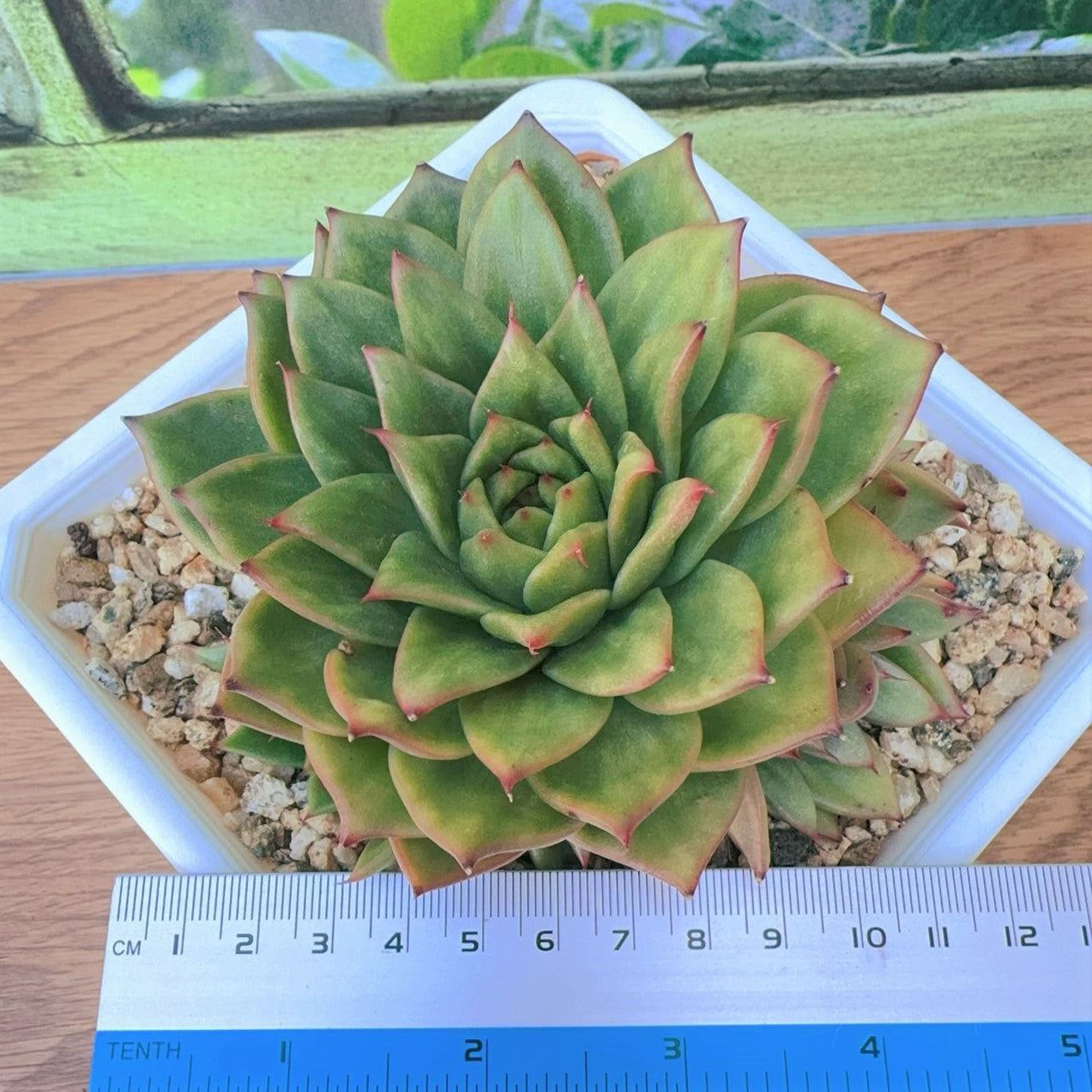 Echeveria Maria Rose