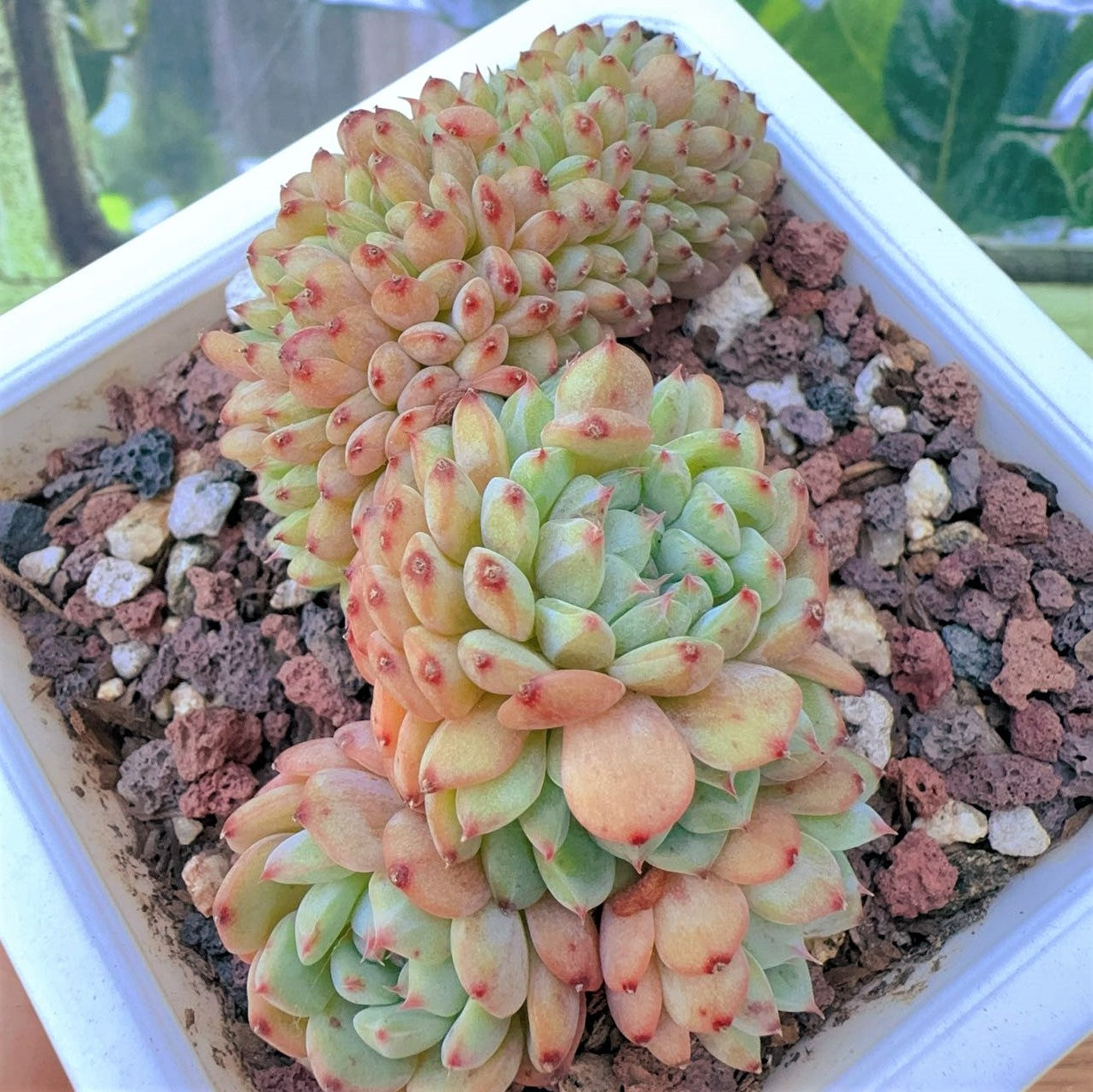 Echeveria Minima Crested