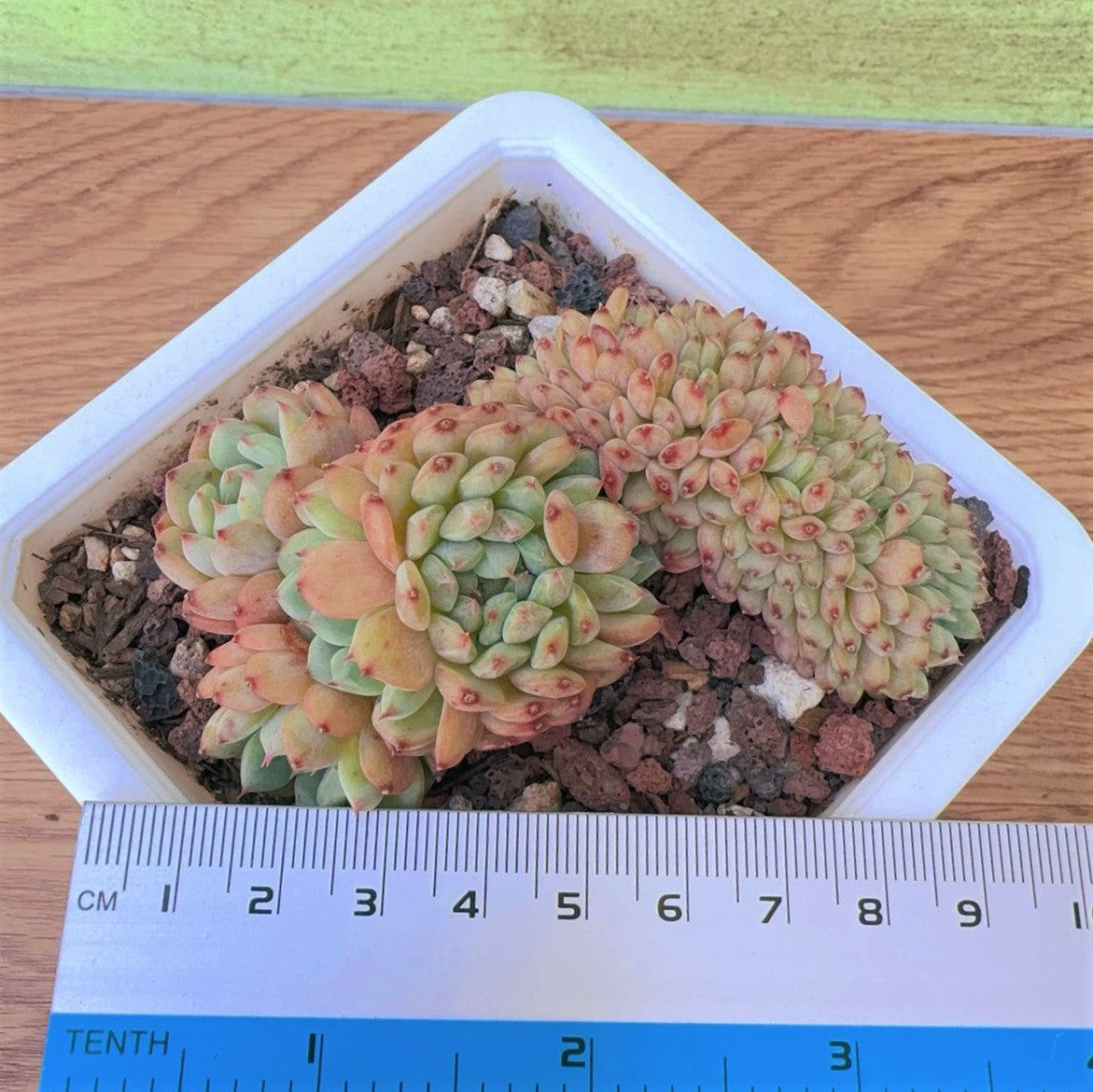 Echeveria Minima Crested