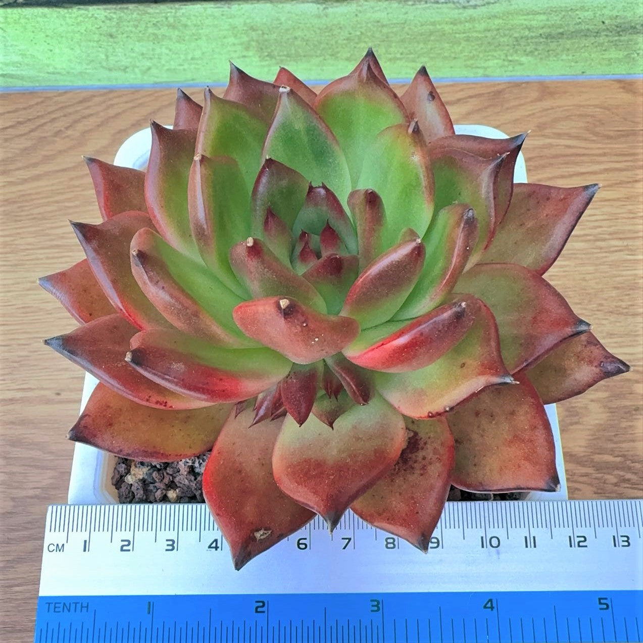 Echeveria Agavoides