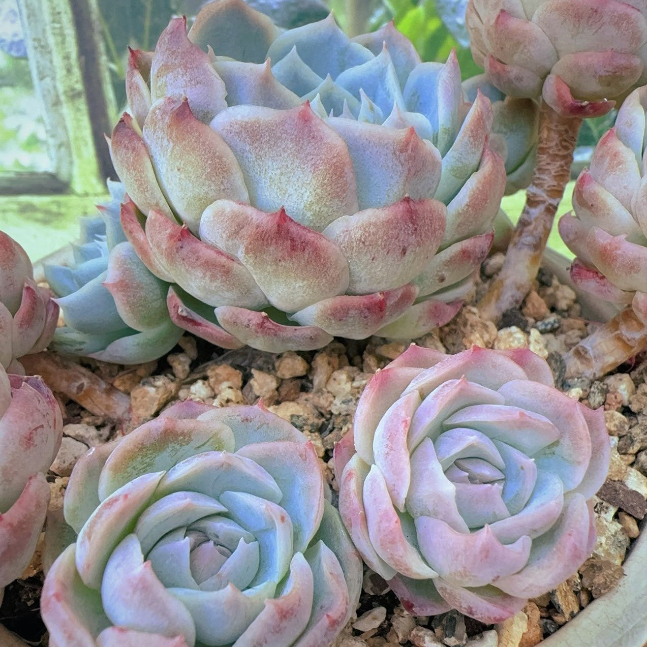 Echeveria Silhouette SP Cluster