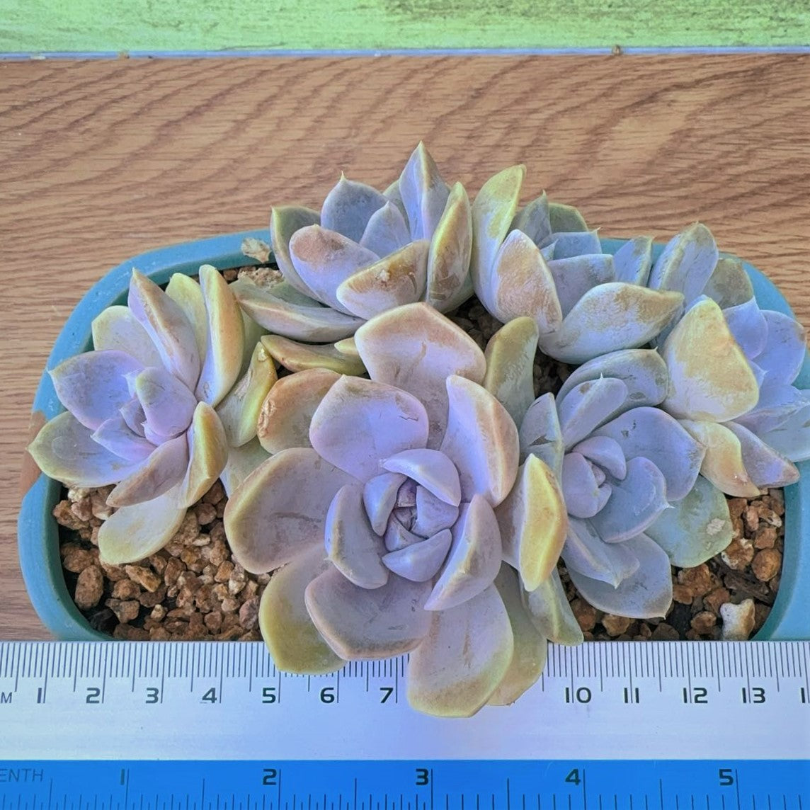 Echeveria Violet Burger Cluster