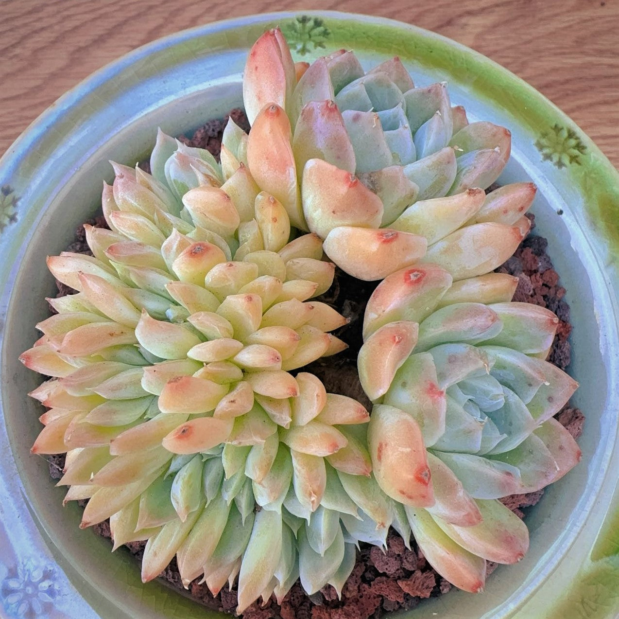 Echeveria Queen Sasa Agavoide