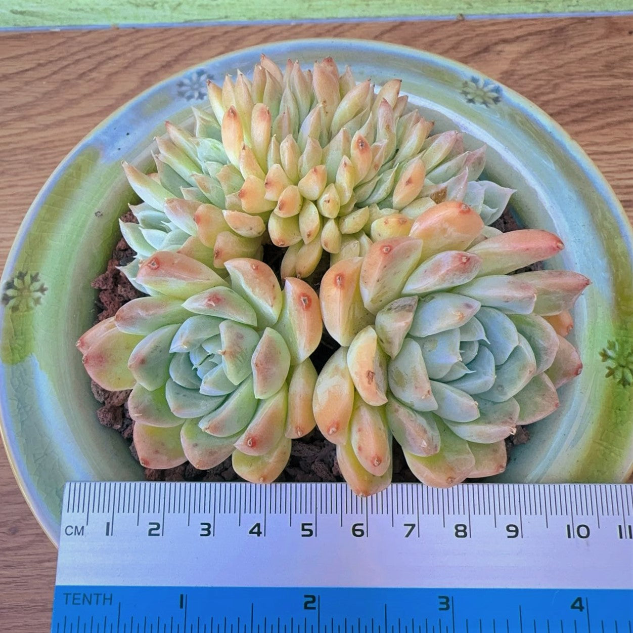 Echeveria Queen Sasa Agavoide