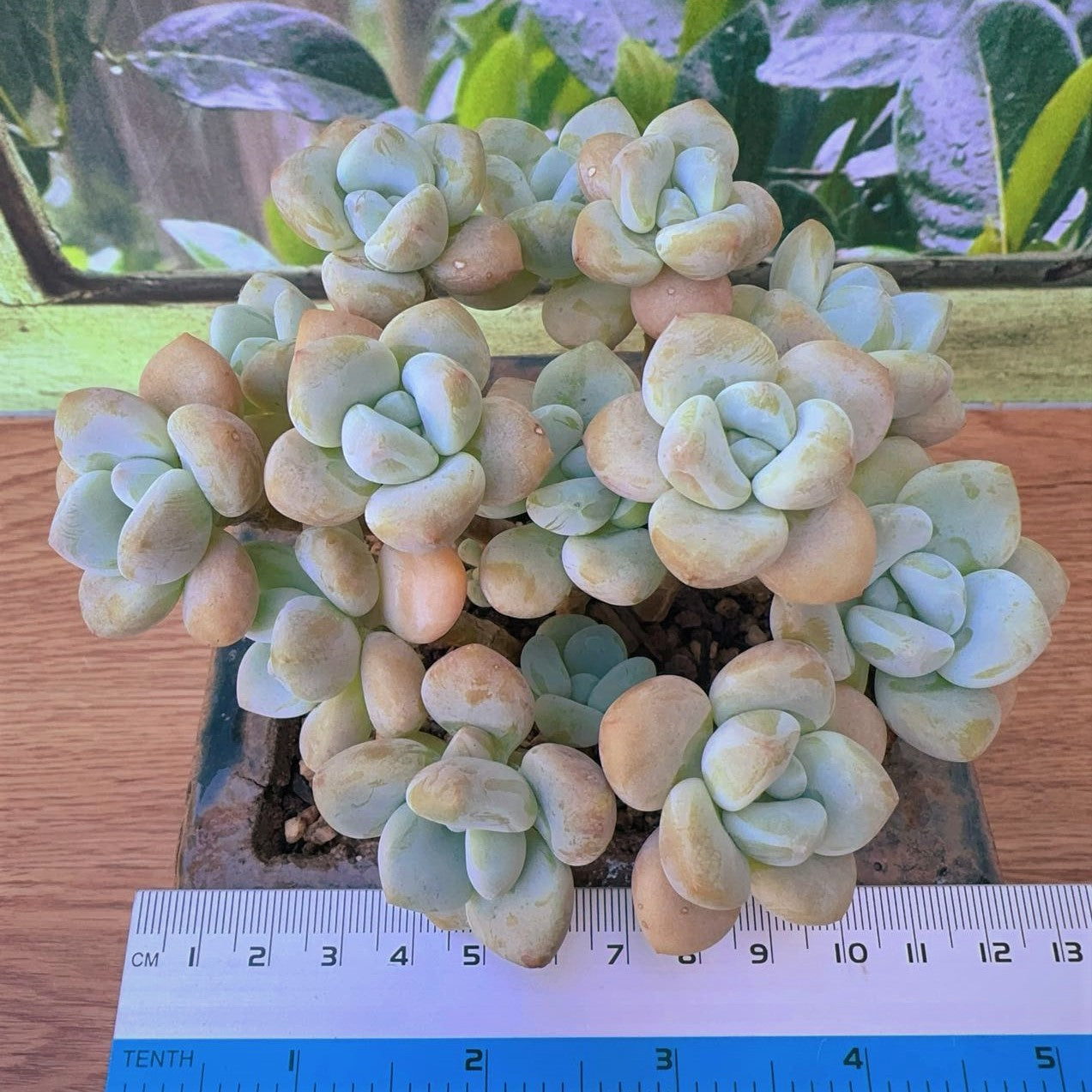 Pachyveria Elaine