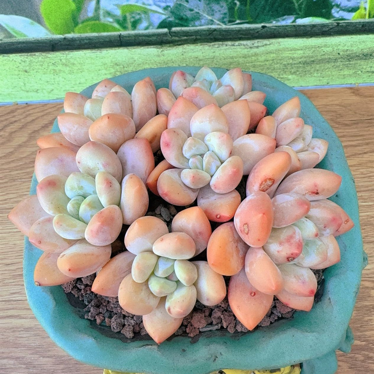 elaine succulent Pachyveria Red Elaine