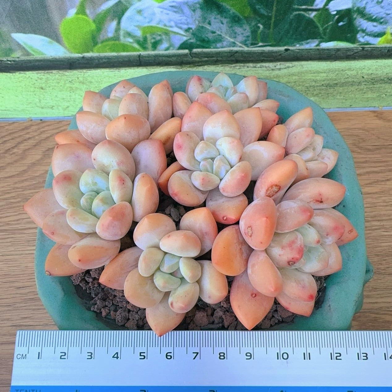 Pachyveria Red Elaine