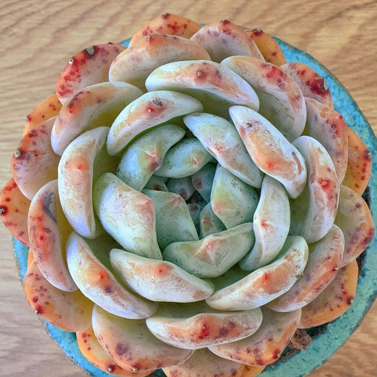 Echeveria Monroe Orange