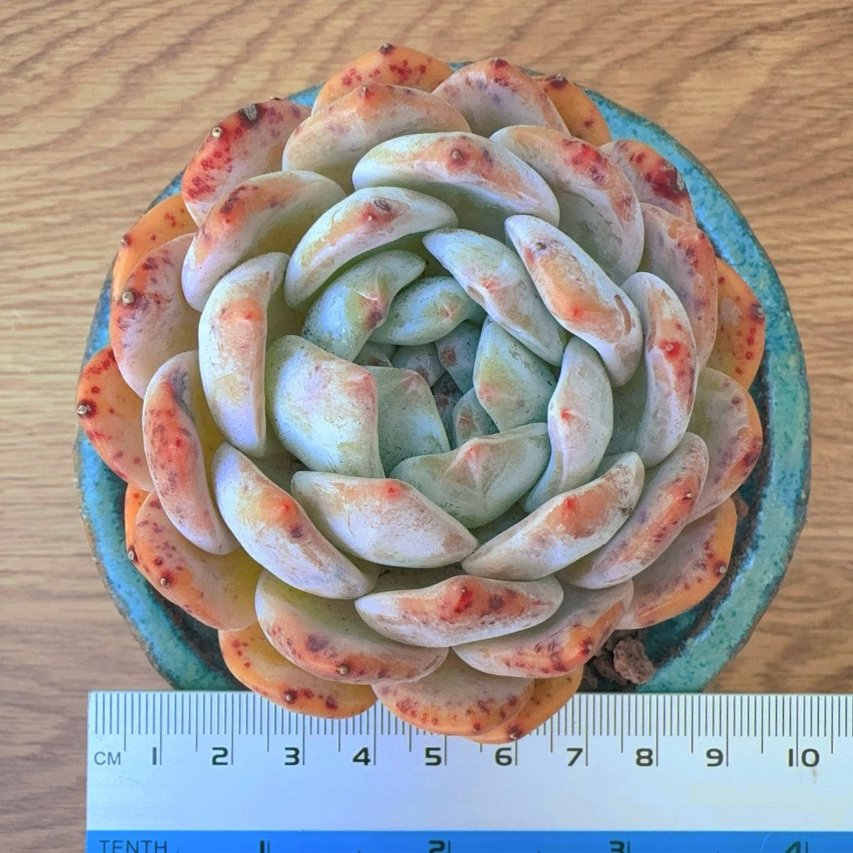 Echeveria Monroe Orange