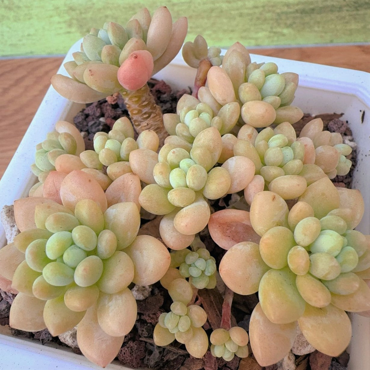 Pachyveria Rococo