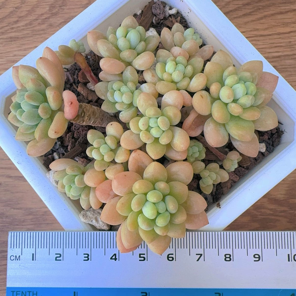 Pachyveria Rococo