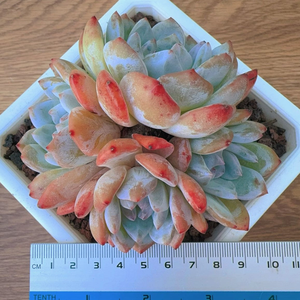 Echeveria Monroe Orange Cluster