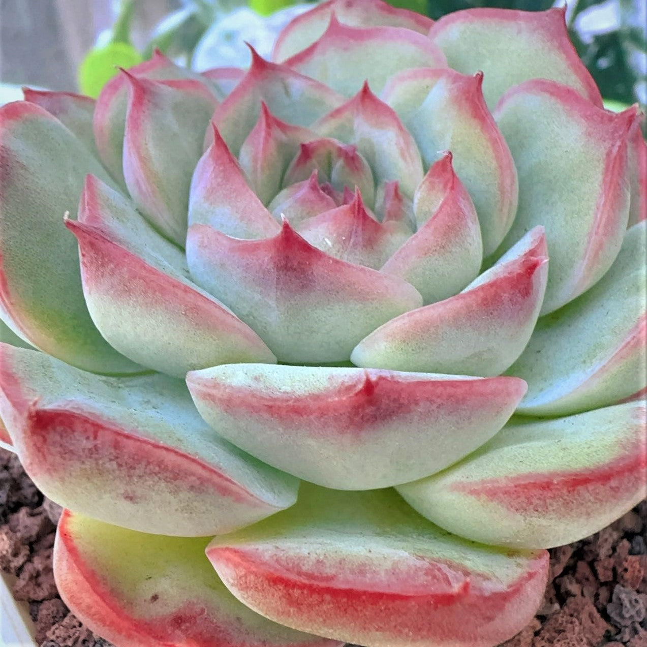 Echeveria lotus Hybrid