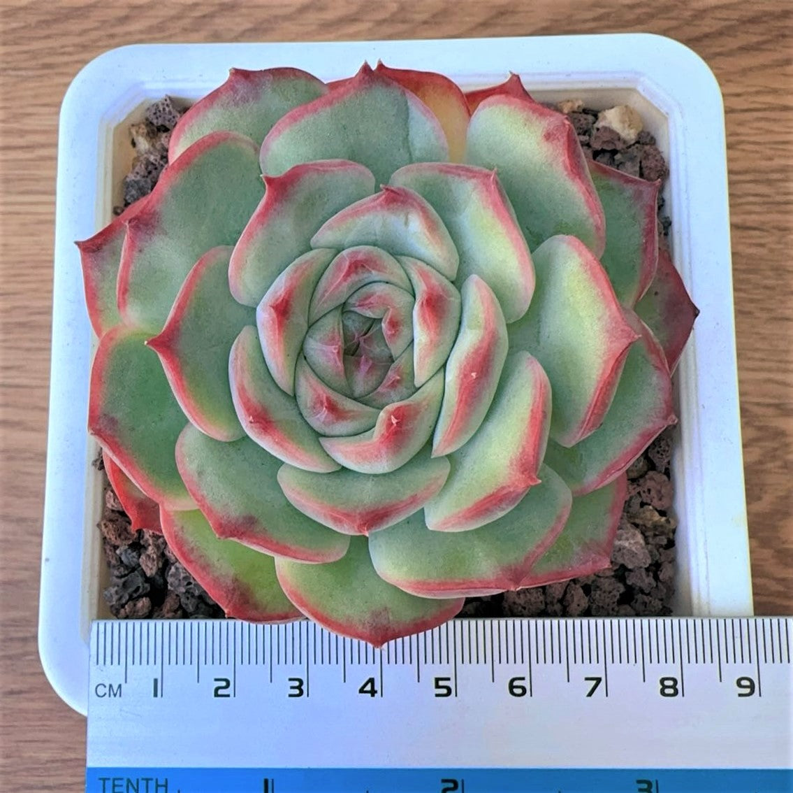 Echeveria lotus Hybrid