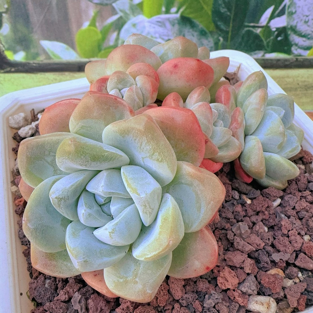 Echeveria Ice Green