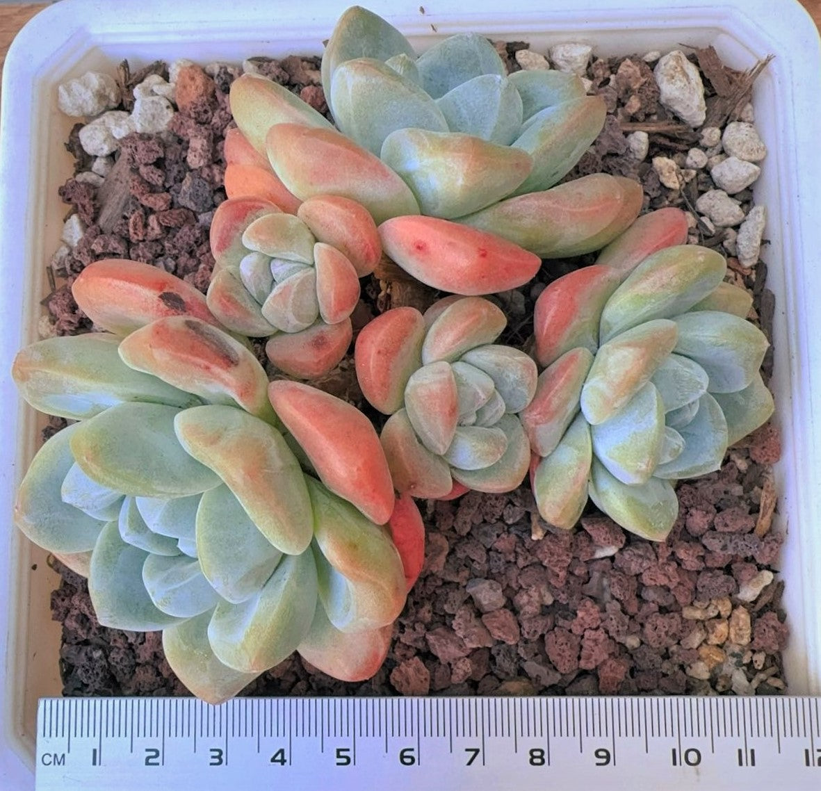Echeveria Ice Green