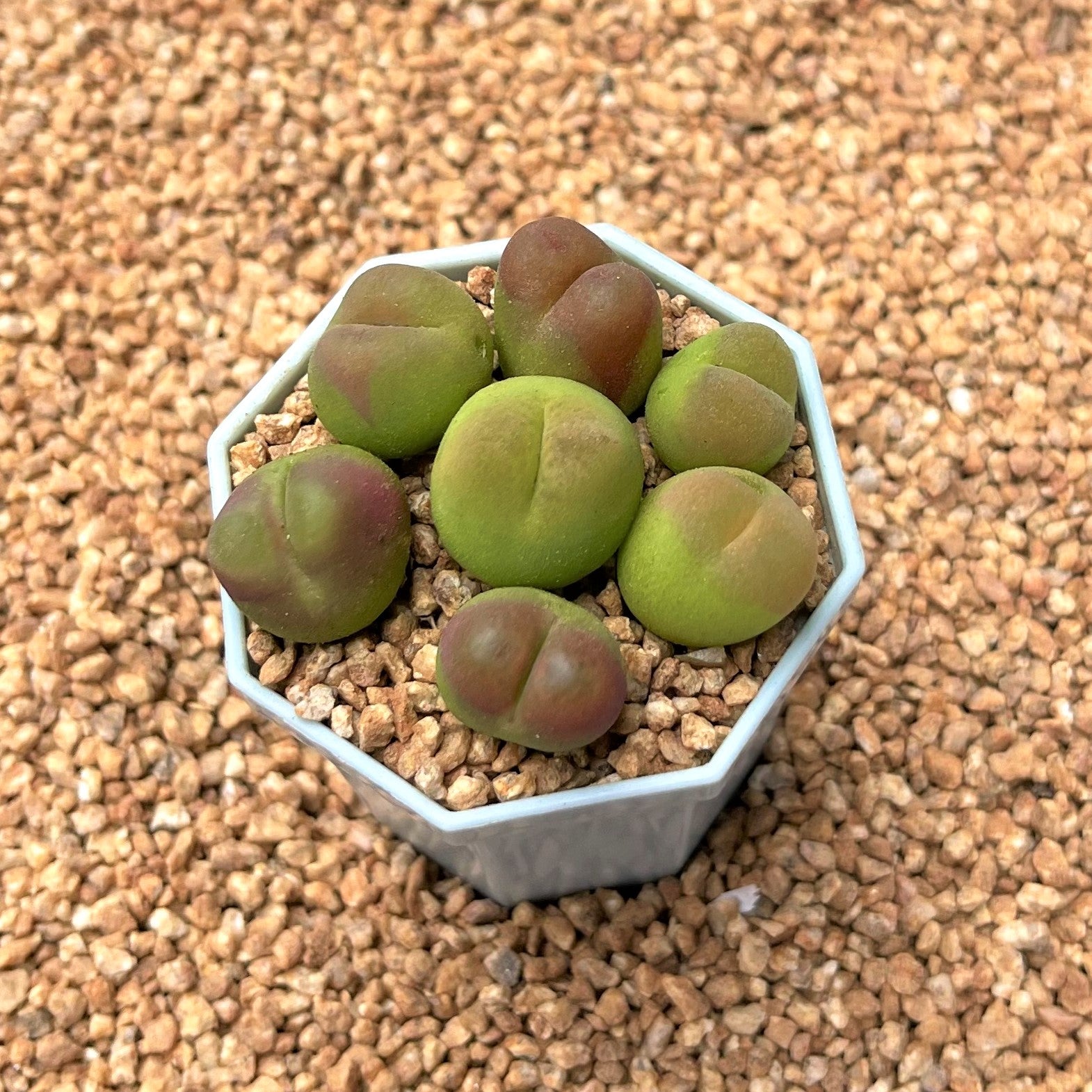 conophytum succulent Conophytum Maughanii – Sunyui Succuland