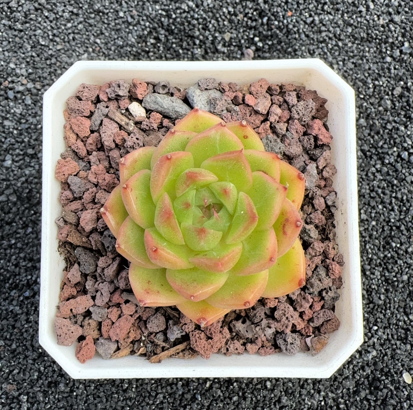 Echeveria Queen Hybrids