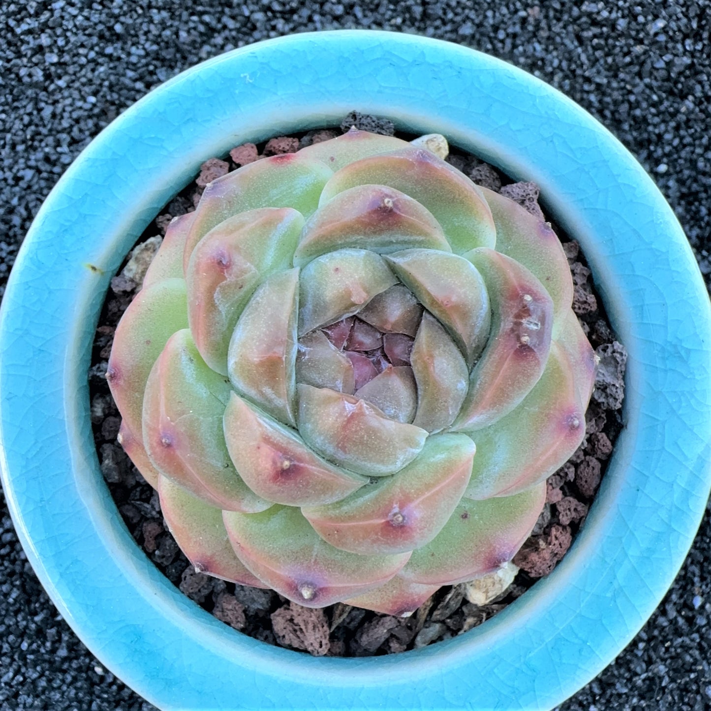 Echeveria Crystal grape