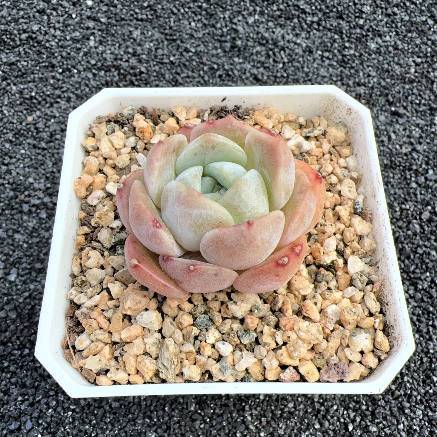 Echeveria Thick Dream