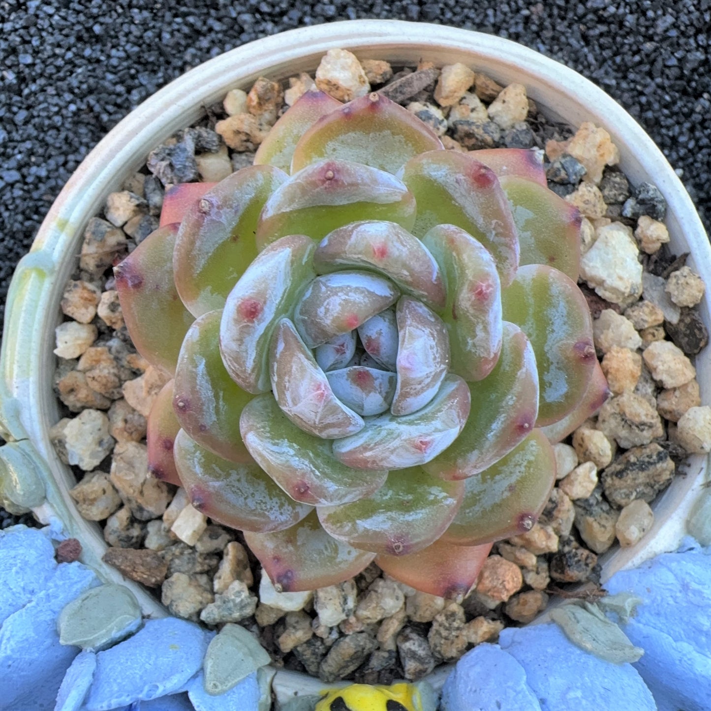 Echeveria Jenny Frost