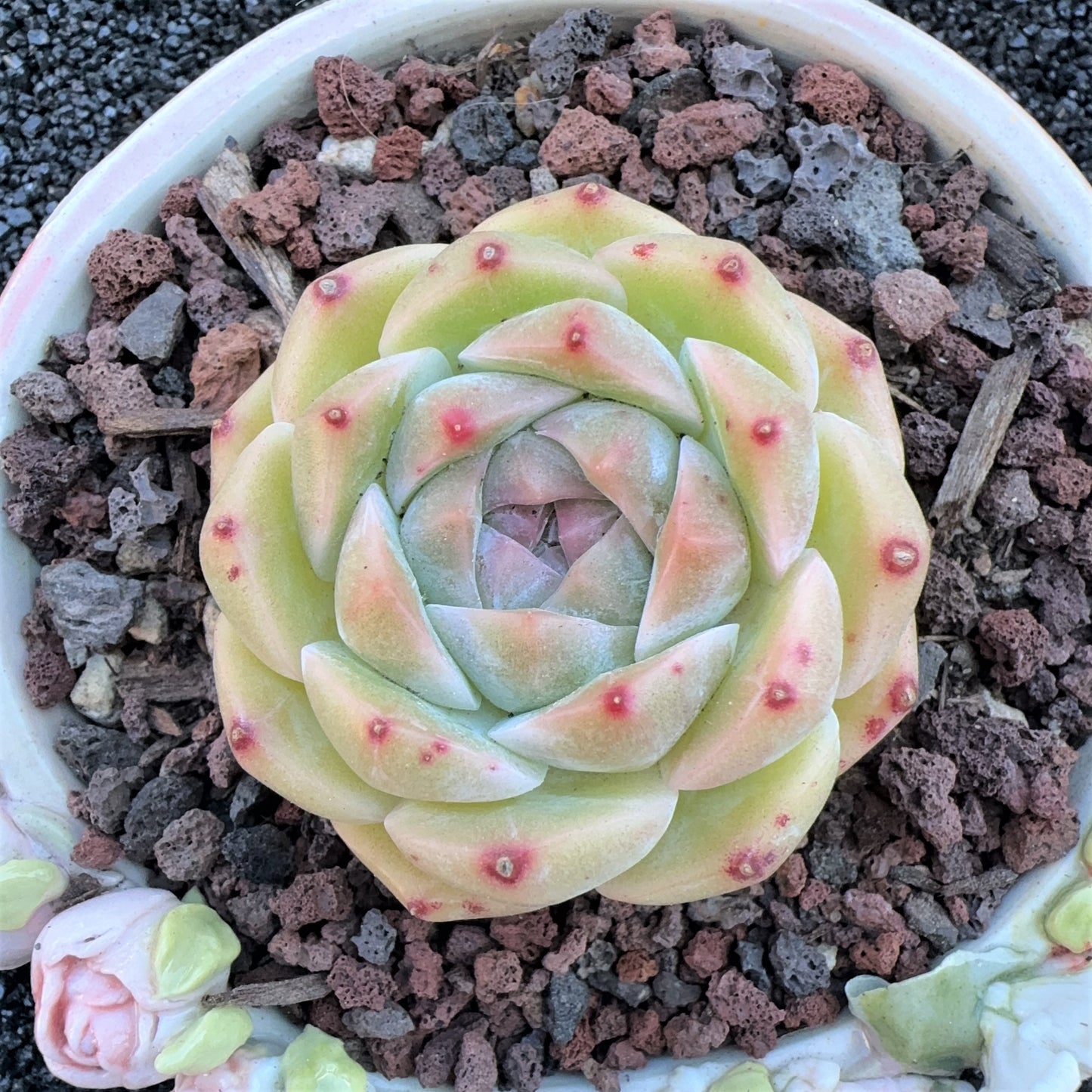 Echeveria neon Jenny