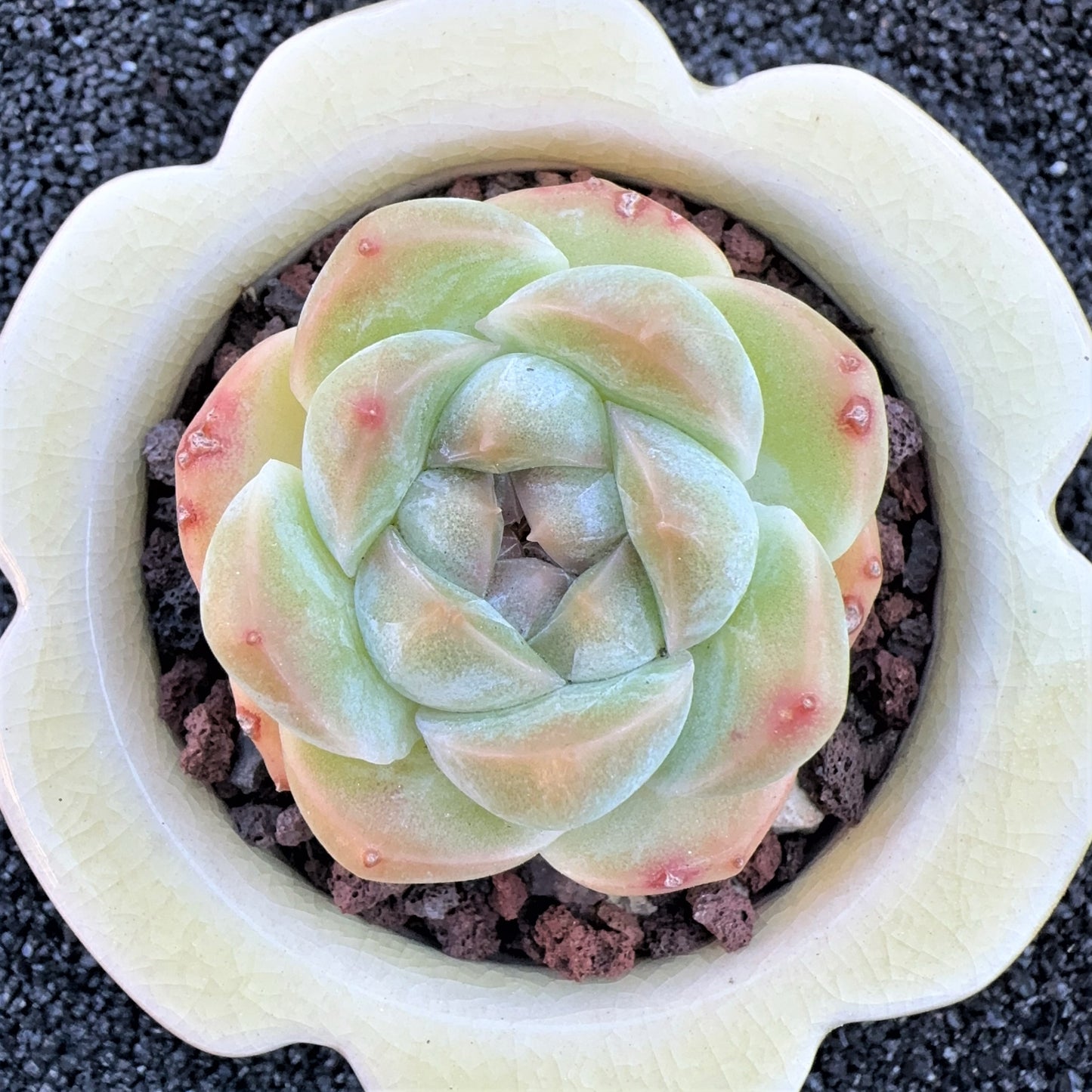 Echeveria Ice Green Jenny