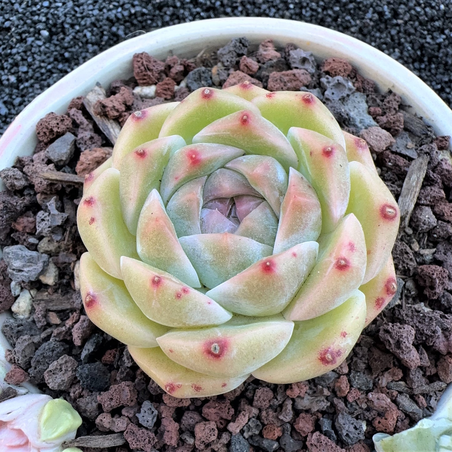 Echeveria neon Jenny