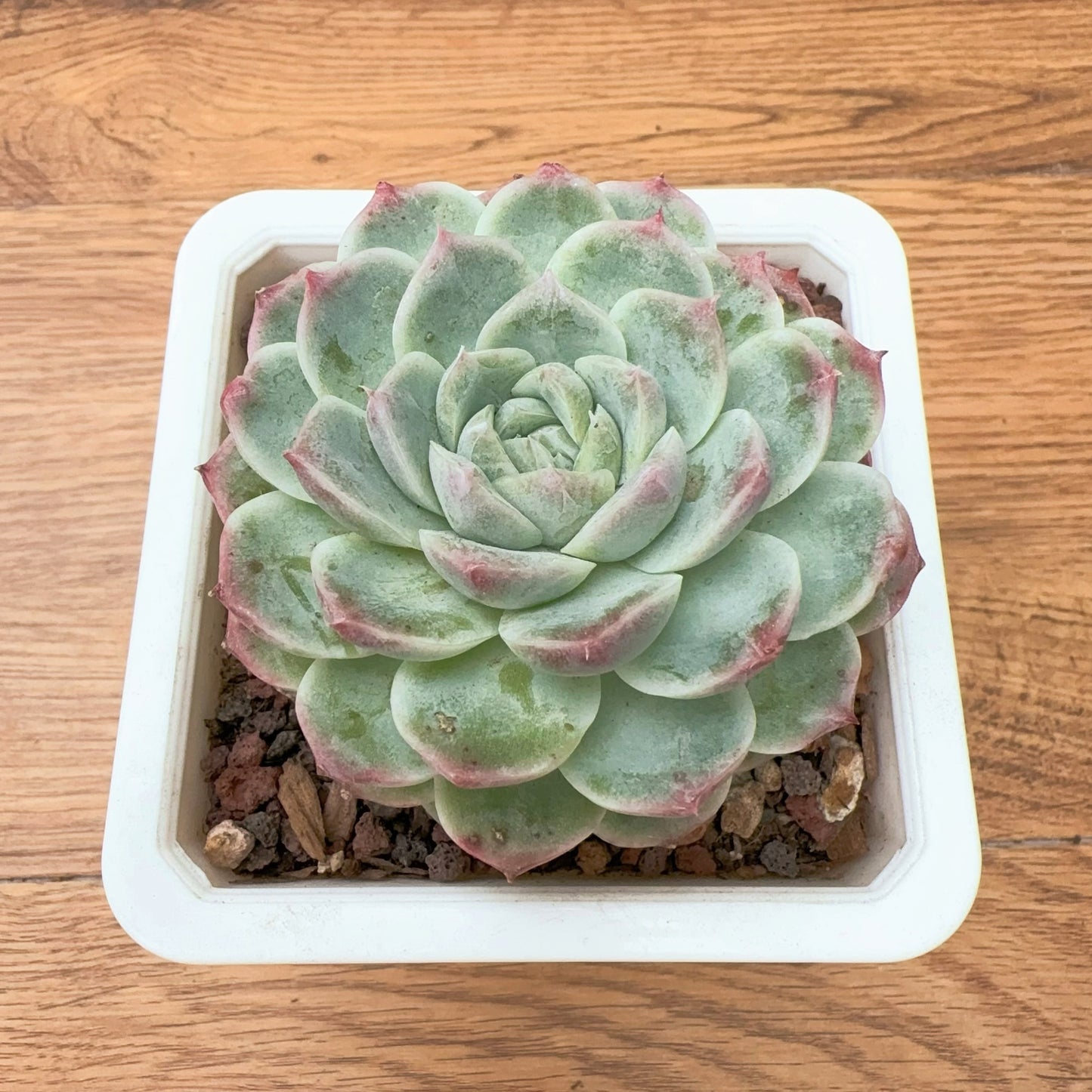 Echeveria Exquisite Chihuahua the third Generation