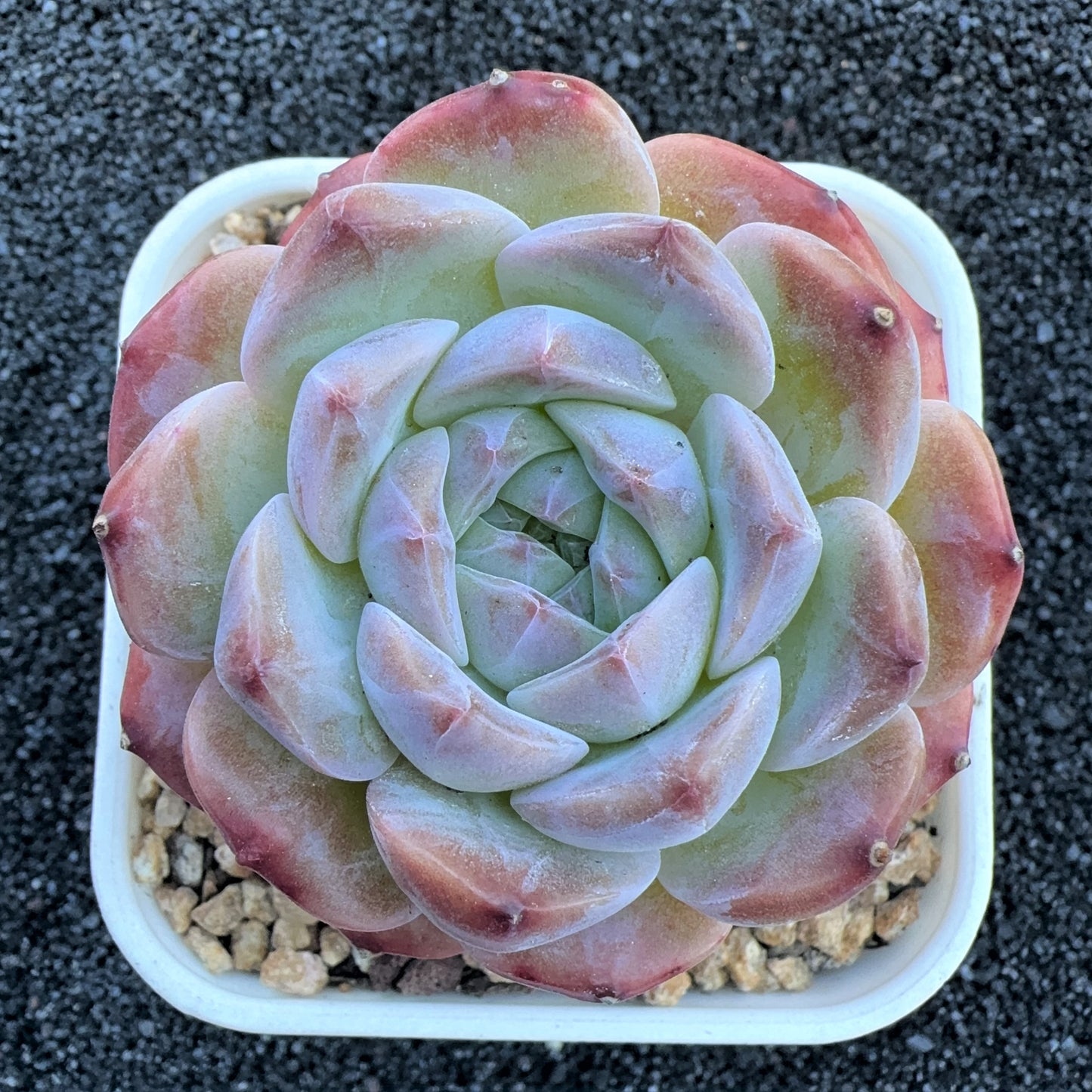 Echeveria Sugar Apparition