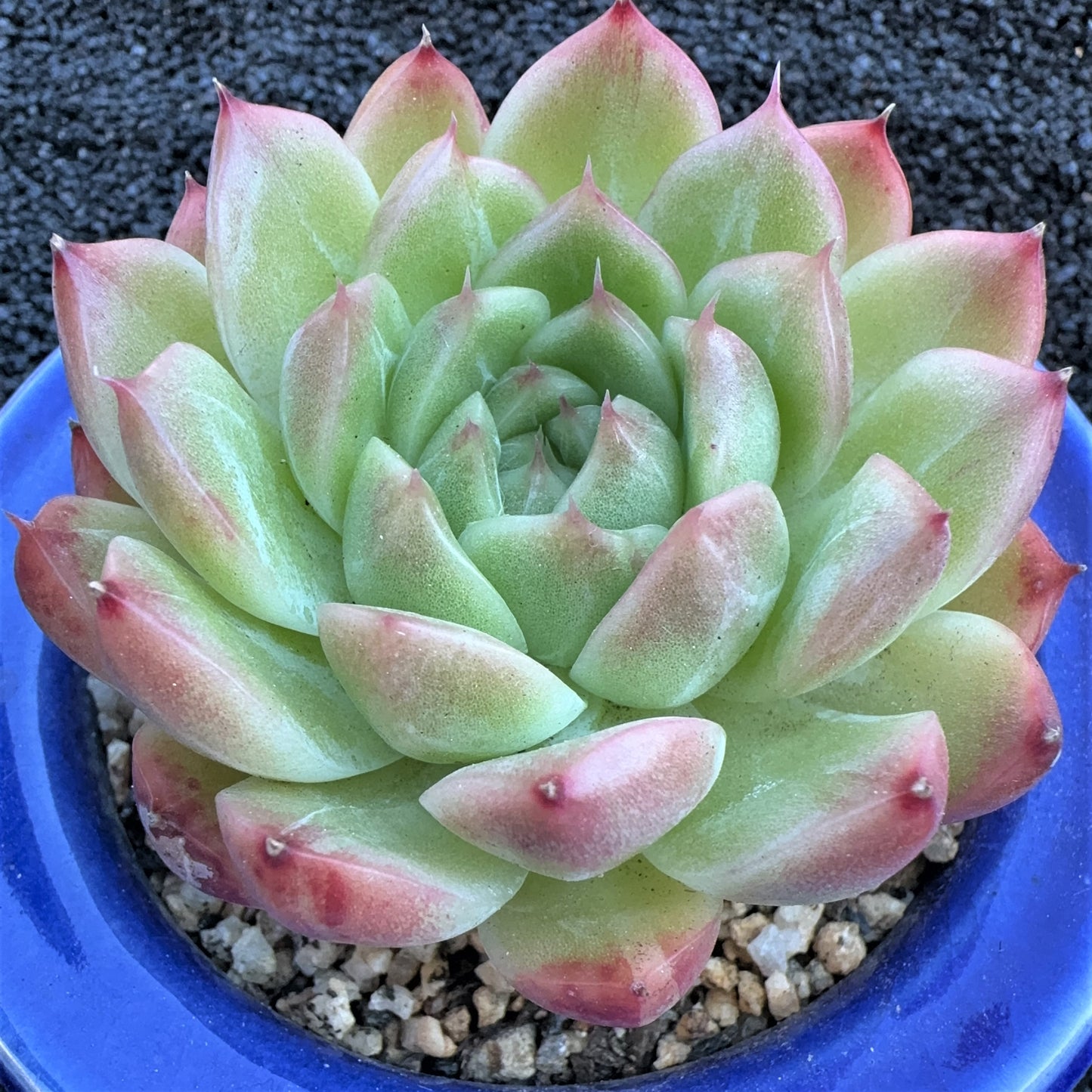 Echeveria Jenny Maple Leaf
