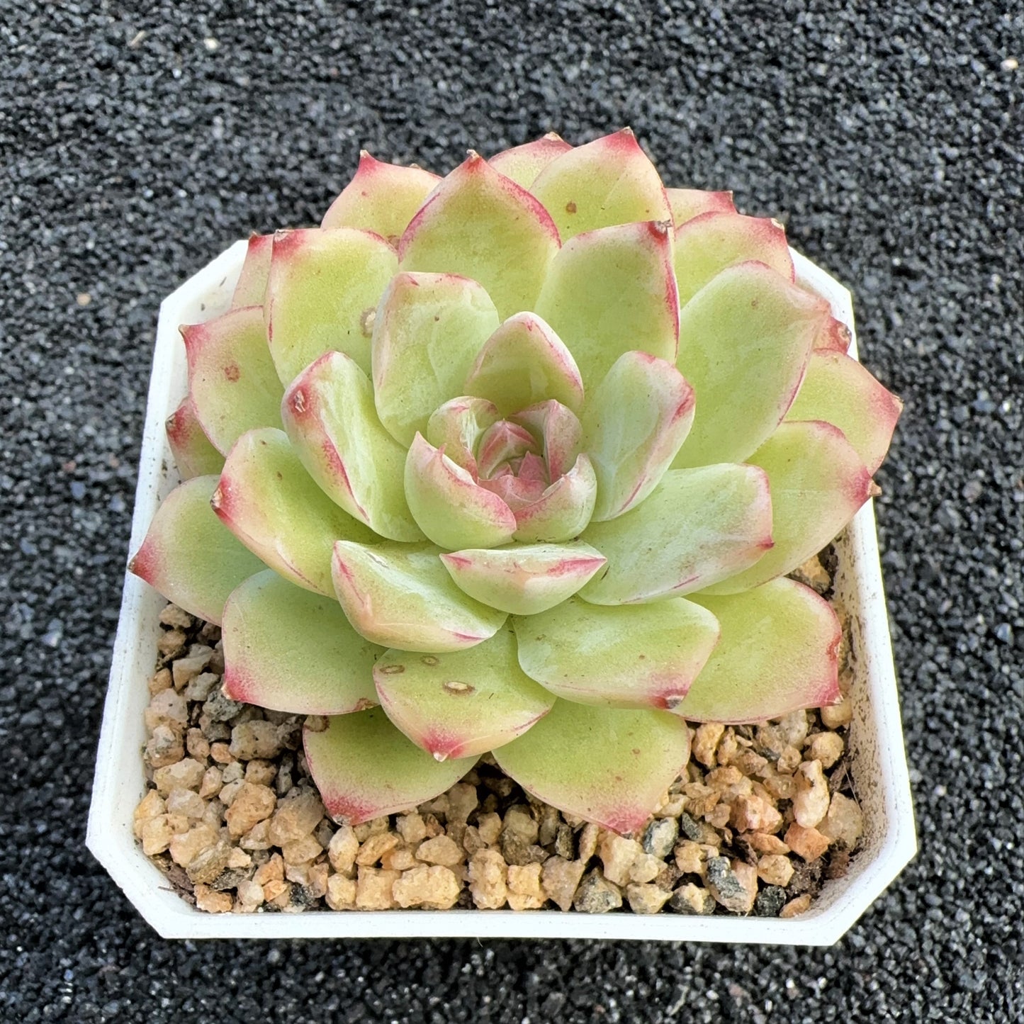Echeveria Rococo Cluster