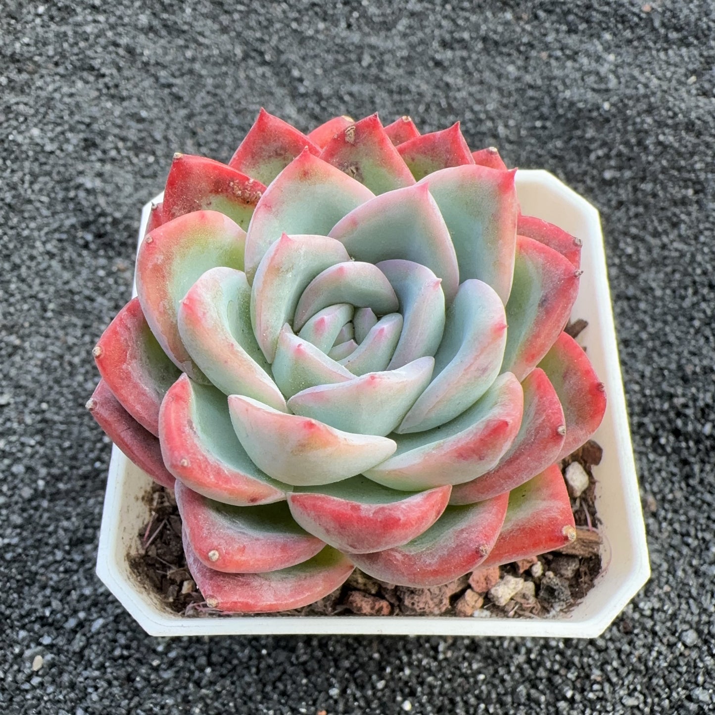 Echeveria Mescal Hybrid