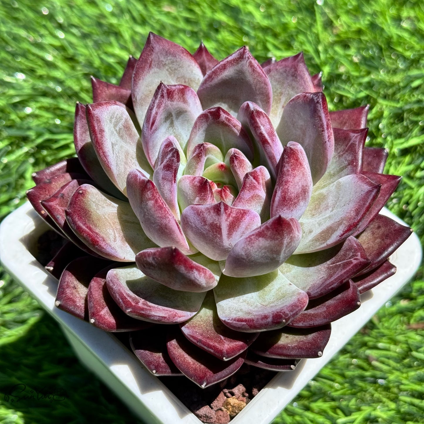 Echeveria Inseparable King bird