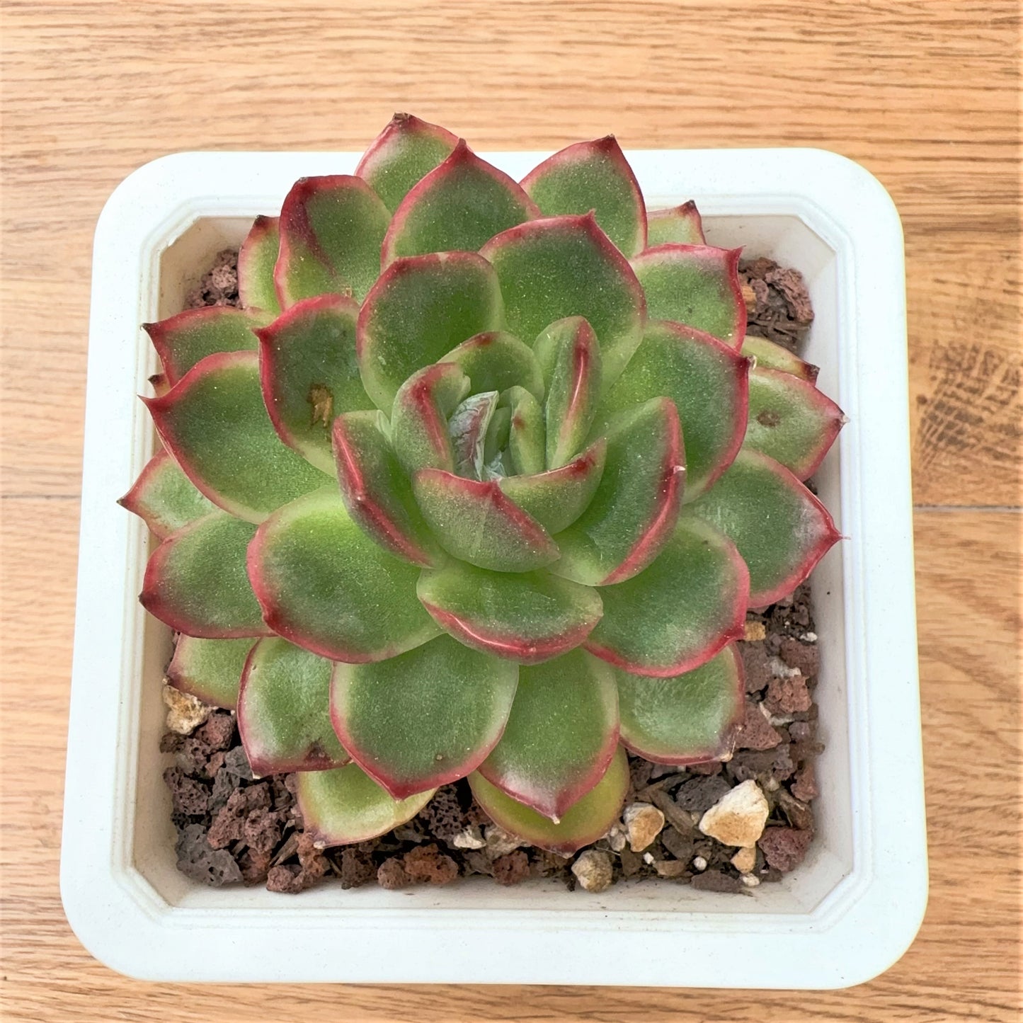 Echeveria forest Silhouette