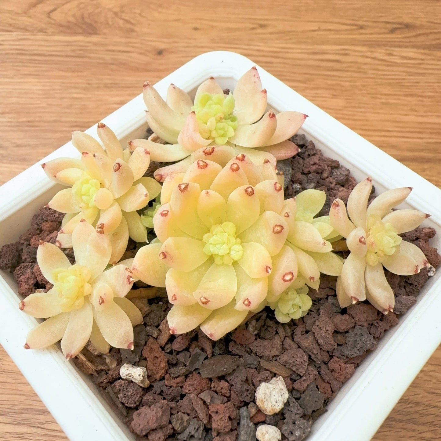 Echeveria Jewel Queen Cluster