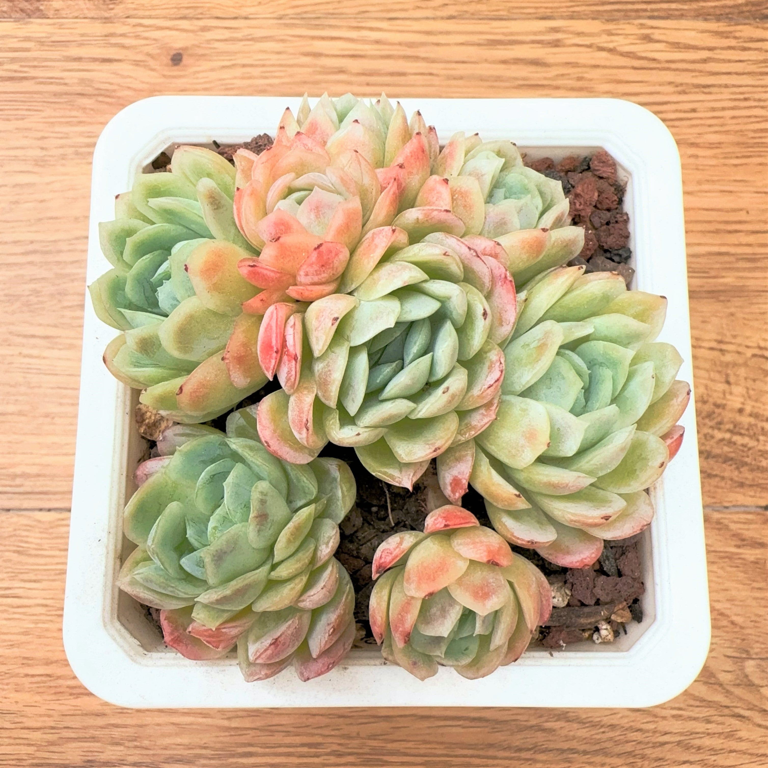 succulent berry Echeveria Ice Berry – Sunyui Succuland